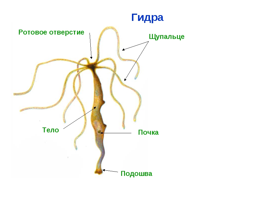Кракен официальный сайт 2krnk cc