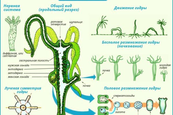 Kraken onion darknet zerkalo